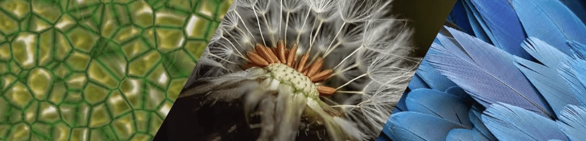 Cells to flowers to feathers